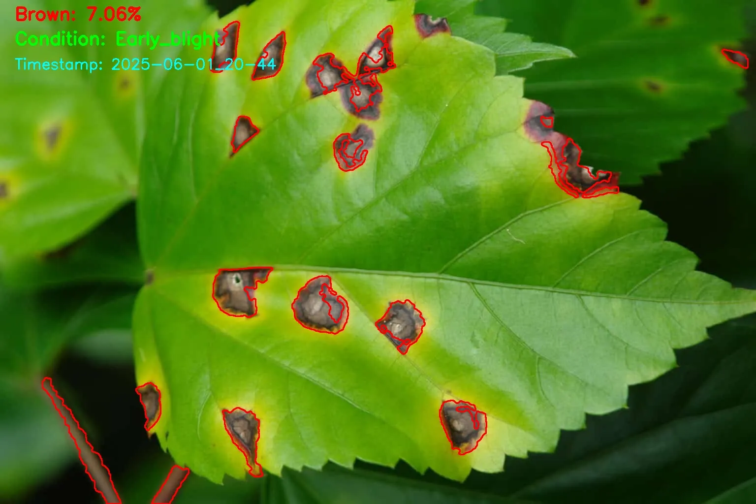 Tomato leaf with early blight lesions outlined in red by the Plantesa detector, reading Brown 7.06%